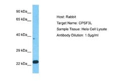 INTS11 Antibody, Novus Biologicals 100 &mu;L; Unconjugated:Antibodies,
